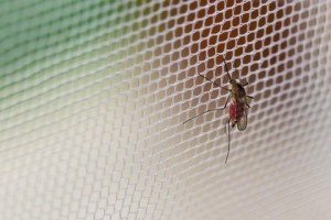 Instalación de mosquiteras de cara al verano